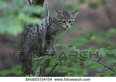 Picture - "Wildcat (Felis silvestris), kitten, young sitting on a tree, Bavarian Forest National Park game reserve, Neuschonau, Lower Bavaria, Bavaria, Germany, Europe". Fotosearch
