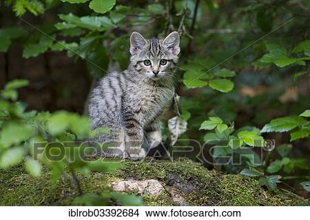 Picture - "Wildcat (Felis silvestris), kitten, young, Bavarian Forest National Park game reserve, Neuschonau, Lower Bavaria, Bavaria, Germany, Europe". Fotosearch