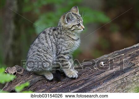 "Wildcat (Felis silvestris), kitten, young, Bavarian Forest National Park game reserve, Neuschonau, Lower Bavaria, Bavaria, Germany, Europe" View Large Photo Image Stock Photograph - "Wildcat (Felis silvestris), kitten, young, Bavarian Forest National Park game reserve, Neuschonau, Lower Bavaria, Bavaria, Germany, Europe". Fotosearch