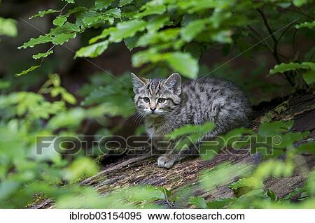 Stock Photography - "Wildcat (Felis silvestris), kitten, young, Bavarian Forest National Park game reserve, Neuschonau, Lower Bavaria, Bavaria, Germany, Europe". Fotosearch