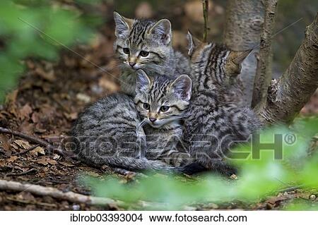 Picture - "Wildcat (Felis silvestris), kittens, young, Bavarian Forest National Park game reserve, Neuschonau, Lower Bavaria, Bavaria, Germany, Europe". Fotosearch