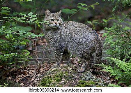 Picture - "Wildcat (Felis silvestris), male, Bavarian Forest National Park game reserve, Neuschonau, Lower Bavaria, Bavaria, Germany, Europe". Fotosearch