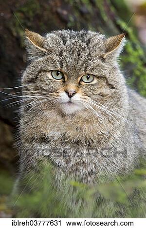 Stock Image - "Wildcat (Felis silvestris), outdoor enclosure, Bavarian Forest National Park, Bavaria, Germany, Europe". Fotosearch