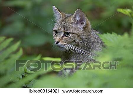 Stock Image - "Wildcat (Felis silvestris), portrait, Bavarian Forest National Park game reserve, Neuschonau, Lower Bavaria, Bavaria, Germany, Europe". Fotosearch