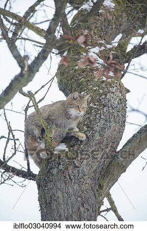 "Wildcat (Felis silvestris), Weilburg, Kreis Limburg/Weilburg, Hesse, Germany, Europe" View Large Photo Image Picture - "Wildcat (Felis silvestris), Weilburg, Kreis Limburg/Weilburg, Hesse, Germany, Europe". Fotosearch