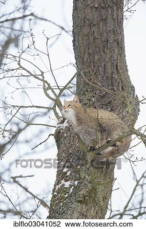 "Wildcat (Felis silvestris), Weilburg, Kreis Limburg/Weilburg, Hesse, Germany, Europe" View Large Photo Image Stock Image - "Wildcat (Felis silvestris), Weilburg, Kreis Limburg/Weilburg, Hesse, Germany, Europe". Fotosearch
