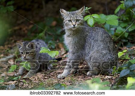 "Wildcat (Felis silvestris) with kitten, young, Bavarian Forest National Park game reserve, Neuschonau, Lower Bavaria, Bavaria, Germany, Europe" View Large Photo Image Stock Image - "Wildcat (Felis silvestris) with kitten, young, Bavarian Forest National Park game reserve, Neuschonau, Lower Bavaria, Bavaria, Germany, Europe". Fotosearch