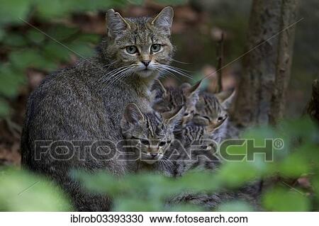 "Wildcat (Felis silvestris) with kittens, young, Bavarian Forest National Park game reserve, Neuschonau, Lower Bavaria, Bavaria, Germany, Europe" View Large Photo Image Stock Image - "Wildcat (Felis silvestris) with kittens, young, Bavarian Forest National Park game reserve, Neuschonau, Lower Bavaria, Bavaria, Germany, Europe". Fotosearch