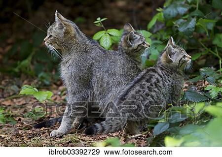 "Wildcat (Felis silvestris) with kittens, young, Bavarian Forest National Park game reserve, Neuschonau, Lower Bavaria, Bavaria, Germany, Europe" View Large Photo Image Stock Photo - "Wildcat (Felis silvestris) with kittens, young, Bavarian Forest National Park game reserve, Neuschonau, Lower Bavaria, Bavaria, Germany, Europe". Fotosearch