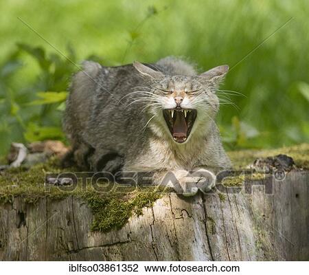 "Wildcat (Felis silvestris), yawning, captive, Bavaria, Germany, Europe" View Large Photo Image Stock Image - "Wildcat (Felis silvestris), yawning, captive, Bavaria, Germany, Europe". Fotosearch