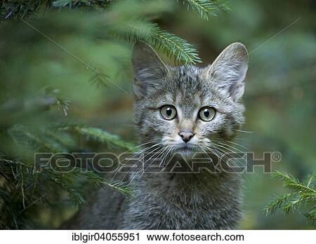 Stock Image - "Wildcat (Felis silvestris), young, captive, Bavarian Forest National Park, Bavaria, Germany, Europe". Fotosearch