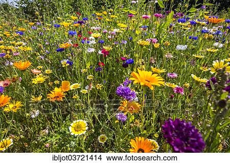 "Wildflower meadow with many varieties of colourful flowers, Germany, Europe" View Large Photo Image Picture - "Wildflower meadow with many varieties of colourful flowers, Germany, Europe". Fotosearch