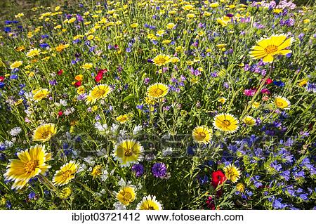 "Wildflower meadow with many varieties of colourful flowers, Germany, Europe" View Large Photo Image Stock Image - "Wildflower meadow with many varieties of colourful flowers, Germany, Europe". Fotosearch