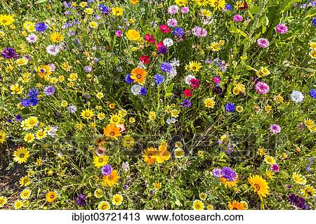 "Wildflower meadow with many varieties of colourful flowers, Germany, Europe" View Large Photo Image Stock Image - "Wildflower meadow with many varieties of colourful flowers, Germany, Europe". Fotosearch