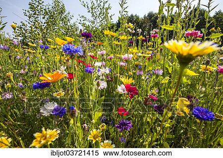 "Wildflower meadow with many varieties of colourful flowers, Germany, Europe" View Large Photo Image Stock Photography - "Wildflower meadow with many varieties of colourful flowers, Germany, Europe". Fotosearch