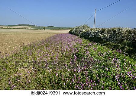 Stock Image - Wildflower strip planted with Red Campion (Silene dioica) bordering an arable field, Norfolk, England, United Kingdom, Europe. Fotosearch