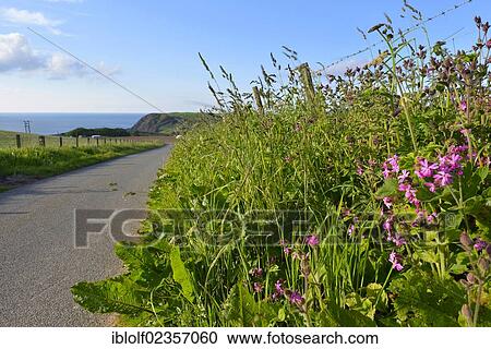 "Wildflowers beside a small road along the Scottish cliffs, Banffshire, Scotland, United Kingdom, Europe" View Large Photo Image Stock Image - "Wildflowers beside a small road along the Scottish cliffs, Banffshire, Scotland, United Kingdom, Europe". Fotosearch