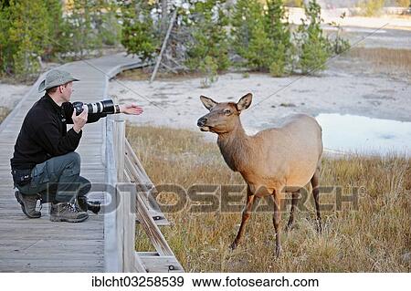 "Wildlife photographer taking a photo of a Wapiti Deer (Cervus canadensis), Yellowstone Nationalpark, Wyoming, United States, North America" View Large Photo Image Stock Photo - "Wildlife photographer taking a photo of a Wapiti Deer (Cervus canadensis), Yellowstone Nationalpark, Wyoming, United States, North America". Fotosearch