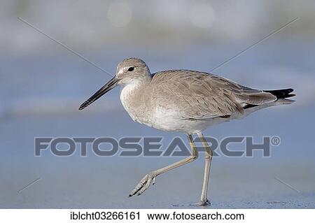 "Willet (Tringa semipalmata, Catoptrophorus semipalmatus) in winter plumage, Sanibel Island, Florida, United States, North America" View Large Photo Image Stock Image - "Willet (Tringa semipalmata, Catoptrophorus semipalmatus) in winter plumage, Sanibel Island, Florida, United States, North America". Fotosearch