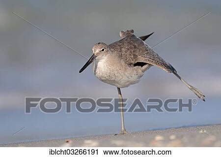 "Willet (Tringa semipalmata, Catoptrophorus semipalmatus) in winter plumage, stretching, Sanibel Island, Florida, United States, North America" View Large Photo Image Stock Image - "Willet (Tringa semipalmata, Catoptrophorus semipalmatus) in winter plumage, stretching, Sanibel Island, Florida, United States, North America". Fotosearch