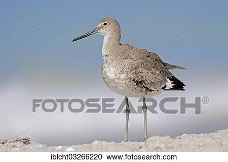 "Willet (Tringa semipalmata, Catoptrophorus semipalmatus) in winter plumage, Sanibel Island, Florida, United States, North America" View Large Photo Image Stock Image - "Willet (Tringa semipalmata, Catoptrophorus semipalmatus) in winter plumage, Sanibel Island, Florida, United States, North America". Fotosearch
