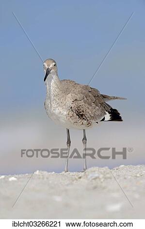 "Willet (Tringa semipalmata, Catoptrophorus semipalmatus) in winter plumage, Sanibel Island, Florida, United States, North America" View Large Photo Image Stock Image - "Willet (Tringa semipalmata, Catoptrophorus semipalmatus) in winter plumage, Sanibel Island, Florida, United States, North America". Fotosearch