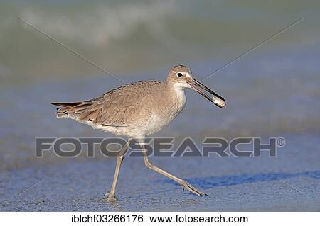 Stock Photograph - "Willet (Tringa semipalmata, Catoptrophorus semipalmatus) in winter plumage, Sanibel Island, Florida, United States, North America". Fotosearch