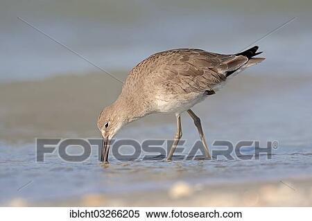"Willet (Tringa semipalmata, Catoptrophorus semipalmatus) in winter plumage, foraging for food, Sanibel Island, Florida, United States, North America" View Large Photo Image Stock Photography - "Willet (Tringa semipalmata, Catoptrophorus semipalmatus) in winter plumage, foraging for food, Sanibel Island, Florida, United States, North America". Fotosearch