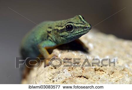 "William's Dwarf Gecko or the Electric Blue Gecko (Lygodactylus williamsi), juvenile, native to Tanzania, Stuttgart, Baden-Wurttemberg, Germany, Europe" View Large Photo Image Stock Photo - "William's Dwarf Gecko or the Electric Blue Gecko (Lygodactylus williamsi), juvenile, native to Tanzania, Stuttgart, Baden-Wurttemberg, Germany, Europe". Fotosearch