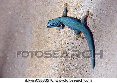 Stock Photograph - "William's Dwarf Gecko or the Electric Blue Gecko (Lygodactylus williamsi), juvenile, native to Tanzania, Stuttgart, Baden-Wurttemberg, Germany, Europe". Fotosearch