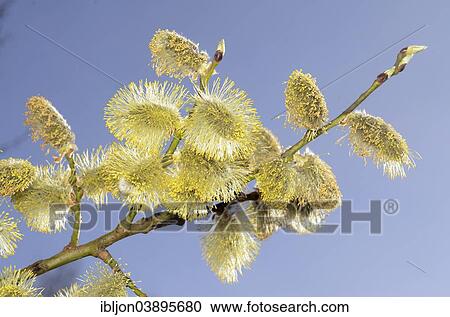 "Willow blossoms, Sweden, Europe" View Large Photo Image Stock Image - "Willow blossoms, Sweden, Europe". Fotosearch