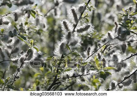"Willow catkins, Hesse, Germany, Europe" View Large Photo Image Stock Image - "Willow catkins, Hesse, Germany, Europe". Fotosearch