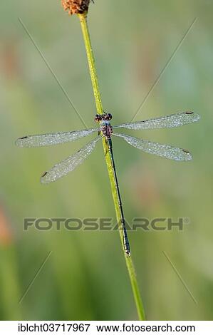 "Willow Emerald Damselfly (Lestes viridis), male, North Rhine-Westphalia, Germany, Europe" View Large Photo Image Stock Photo - "Willow Emerald Damselfly (Lestes viridis), male, North Rhine-Westphalia, Germany, Europe". Fotosearch