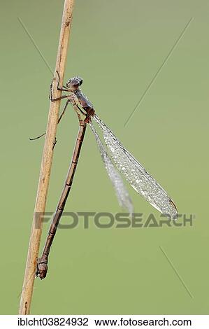 "Willow Emerald Damselfly or Western Willow Spreadwing (Chalcolestes viridis, formerly Lestes viridis), female, North Rhine-Westphalia, Germany, Europe" View Large Photo Image Stock Image - "Willow Emerald Damselfly or Western Willow Spreadwing (Chalcolestes viridis, formerly Lestes viridis), female, North Rhine-Westphalia, Germany, Europe". Fotosearch