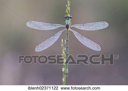"Willow Emerald Damselfly or Western Willow Spreadwing (Chalcolestes viridis), Haren, Emsland, Lower Saxony, Germany, Europe" View Large Photo Image Stock Image - "Willow Emerald Damselfly or Western Willow Spreadwing (Chalcolestes viridis), Haren, Emsland, Lower Saxony, Germany, Europe". Fotosearch