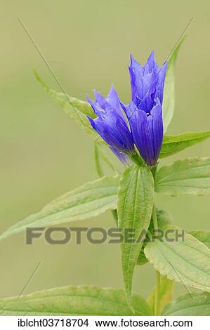 Picture - "Willow Gentian (Gentiana asclepiadea), flowers, Werdenfelser Land, Upper Bavaria, Bavaria, Germany, Europe". Fotosearch