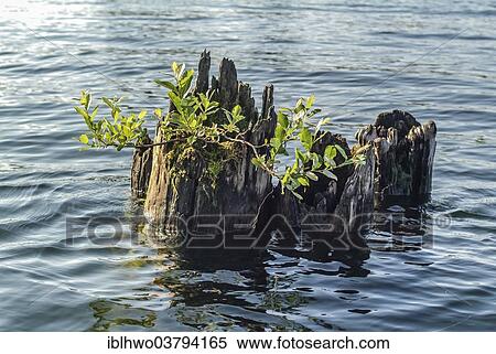 Stock Photography - "Willow (Salix) growing from an old trunk in the water, Union Bay, Seattle, Washington, USA". Fotosearch
