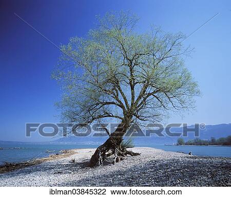 "Willow (Salix sp. ) on the shore of Lake Constance, mouth of the Bregenzerach river, Naturschutzgebiet Mehrerauer Seeufer nature reserve, Vorarlberg, Austria, Europe" View Large Photo Image Stock Image - "Willow (Salix sp. ) on the shore of Lake Constance, mouth of the Bregenzerach river, Naturschutzgebiet Mehrerauer Seeufer nature reserve, Vorarlberg, Austria, Europe". Fotosearch