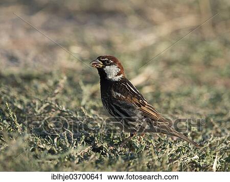 "Willow sparrow (Passer hispaniolensis), Lesbos, North Aegean, Greece, Europe" View Large Photo Image Stock Image - "Willow sparrow (Passer hispaniolensis), Lesbos, North Aegean, Greece, Europe". Fotosearch