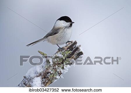 "Willow Tit (Parus montanus) in winter, Kuusamo, Northern Ostrobothnia, Finland, Europe" View Large Photo Image Stock Image - "Willow Tit (Parus montanus) in winter, Kuusamo, Northern Ostrobothnia, Finland, Europe". Fotosearch