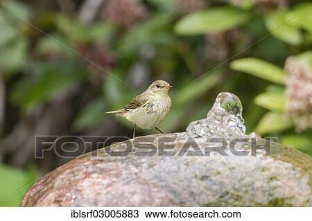 "Willow Warbler (Phylloscopus trochilus), Fuldabruck, Fuldabruck, Hesse, Germany, Europe" View Large Photo Image Stock Image - "Willow Warbler (Phylloscopus trochilus), Fuldabruck, Fuldabruck, Hesse, Germany, Europe". Fotosearch