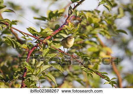 "Willow Warbler (Phylloscopus trochilus), Limburg an der Lahn, Hesse, Germany, Europe" View Large Photo Image Stock Photo - "Willow Warbler (Phylloscopus trochilus), Limburg an der Lahn, Hesse, Germany, Europe". Fotosearch