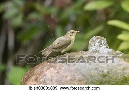 "Willow Warbler (Phylloscopus trochilus), Fuldabruck, Fuldabruck, Hesse, Germany, Europe" View Large Photo Image Stock Photo - "Willow Warbler (Phylloscopus trochilus), Fuldabruck, Fuldabruck, Hesse, Germany, Europe". Fotosearch