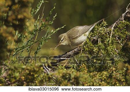 "Willow warbler (Phylloscopus trochilus) collecting nesting material amongst gorse and jasmine, Aigas Field Centre, Beauly, Inverness-Shire, United Kingdom, Europe" View Large Photo Image Stock Photograph - "Willow warbler (Phylloscopus trochilus) collecting nesting material amongst gorse and jasmine, Aigas Field Centre, Beauly, Inverness-Shire, United Kingdom, Europe". Fotosearch