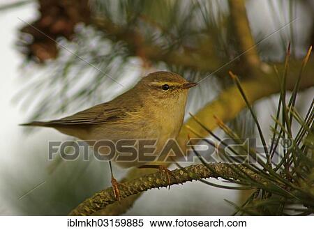 "Willow Warbler (Phylloscopus trochilus), Asbach, Bad Hersfeld, Hesse, Germany, Europe" View Large Photo Image Stock Photography - "Willow Warbler (Phylloscopus trochilus), Asbach, Bad Hersfeld, Hesse, Germany, Europe". Fotosearch