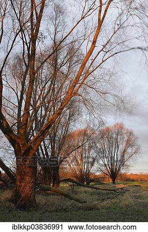 Stock Image - "Willows (Salix) in the morning light in the Middle Elbe Biosphere Reserve, Dessau, Saxony-Anhalt, Germany, Europe". Fotosearch