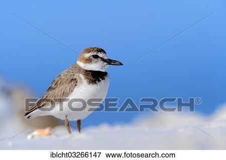 Stock Photo - "Wilson's Plover (Charadrius wilsonia), male, Sanibel Island, Florida, United States, North America". Fotosearch