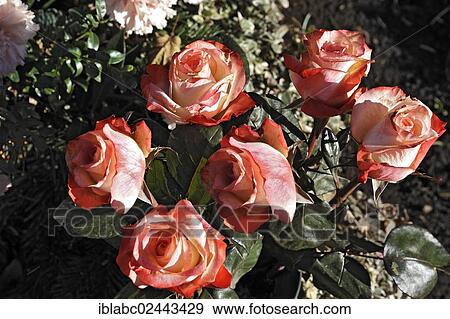 "Wilting Roses (Rosa), Ostfriedhof cemetery, Munich, Bavaria, Germany, Europe" View Large Photo Image Stock Photo - "Wilting Roses (Rosa), Ostfriedhof cemetery, Munich, Bavaria, Germany, Europe". Fotosearch