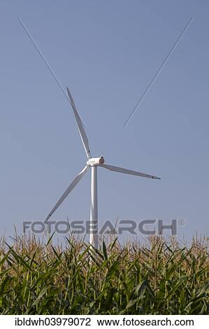 "Wind turbine behind a maize field, Bornekamptal valley, Unna, Ruhr Area, North Rhine-Westphalia, Germany, Europe" View Large Photo Image Stock Image - "Wind turbine behind a maize field, Bornekamptal valley, Unna, Ruhr Area, North Rhine-Westphalia, Germany, Europe". Fotosearch