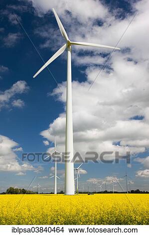 "Wind turbine, wind farm in canola field, Mecklenburg-Western Pomerania, Germany, Europe" View Large Photo Image Picture - "Wind turbine, wind farm in canola field, Mecklenburg-Western Pomerania, Germany, Europe". Fotosearch